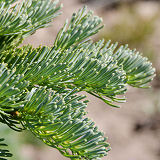 Subalpine Fir