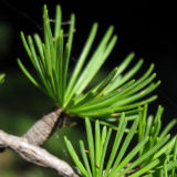 Western larch