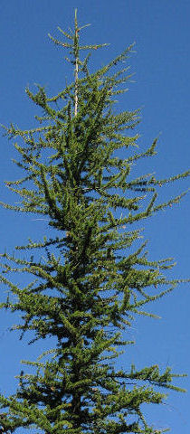 Western larch