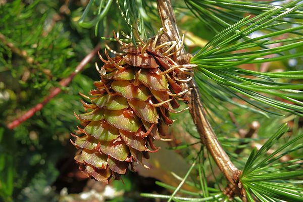 Western Larch