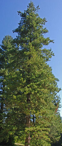 Western white pine