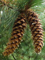 Western White Pine