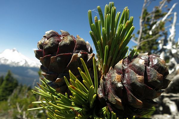 Whitebark Pine