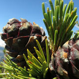 Whitebark Pine