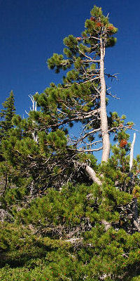 Whitebark pine