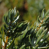 Common Juniper