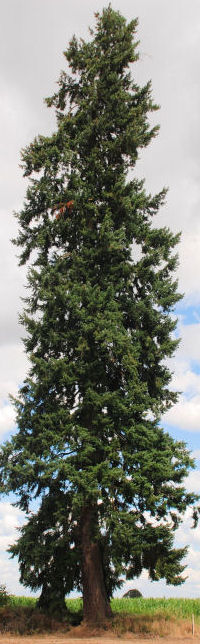 Douglas Fir