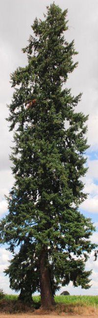 Douglas Fir