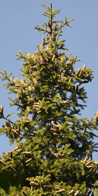 Grand Fir at Hoyt Arboretum