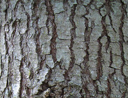 Bark