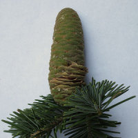 Grand Fir