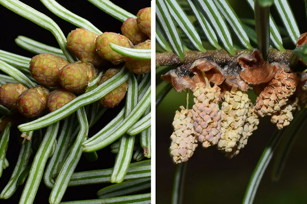 Pollen Cones