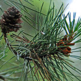 Lodgepole Pine