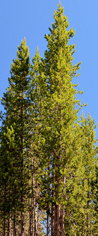 Lodgepole pine