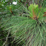 Ponderosa Pine