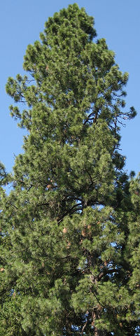 Ponderosa pine