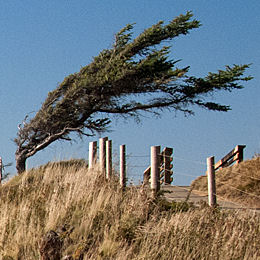Sitka Spruce