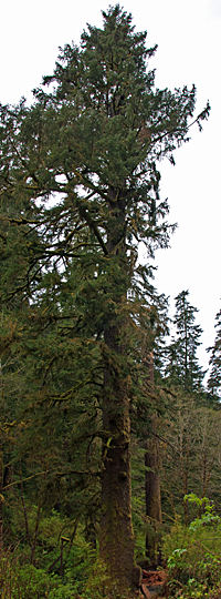 Sitka Spruce