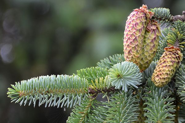 Sitka Spruce