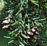 Western Hemlock