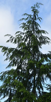 Western Hemlock