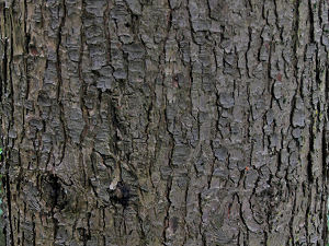 Bark