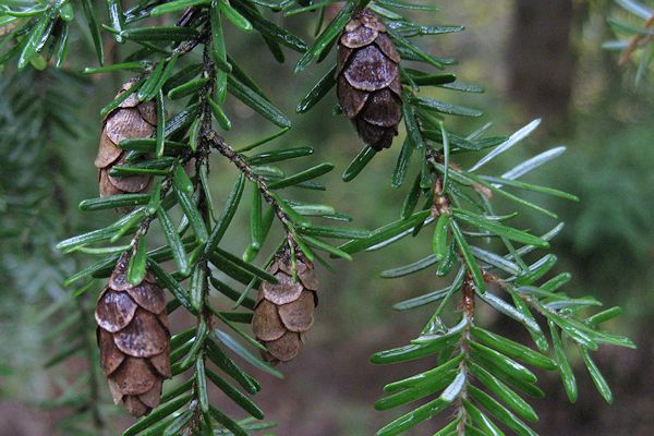 Western hemlock