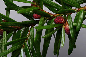 Pollen cones