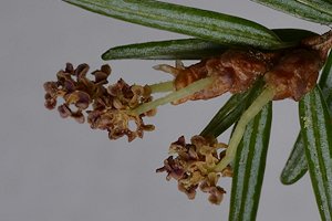 Pollen cones