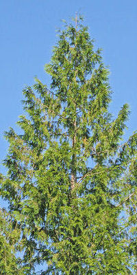 Western red cedar