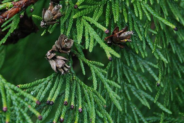 western red cedar