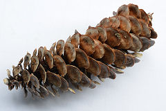 Cone
