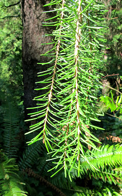 Twig