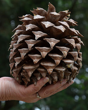 Cones