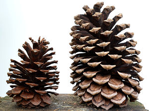 Cones