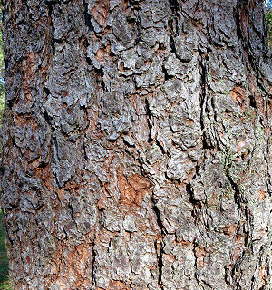 Bark