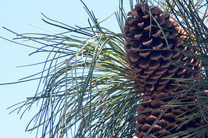 Jeffrey Pine