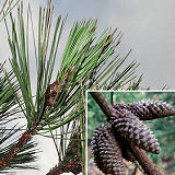 Knobcone Pine