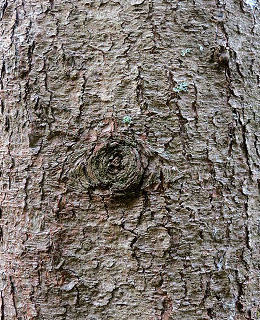 Bark