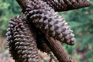 Knobcone Pine