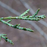 Modoc Cypress