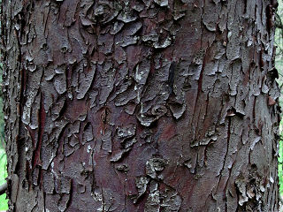 Bark