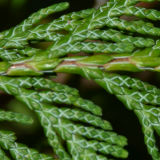 Port Orford Cedar