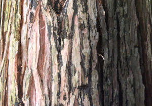 Port Orford Cedar Bark