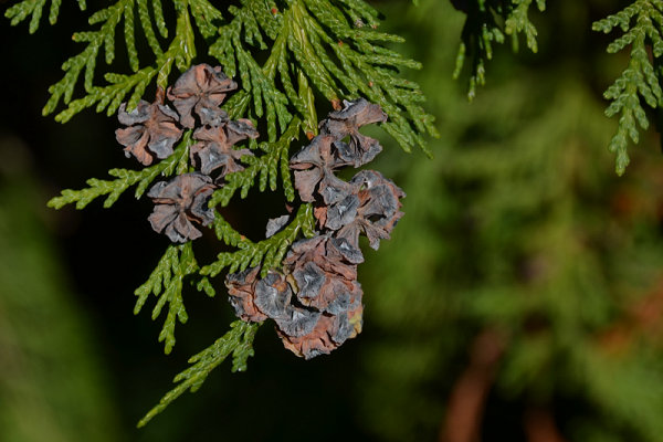 Port Orford Cedar