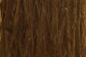 Bark