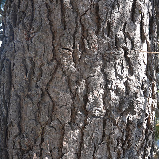 Bark