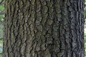 Bark